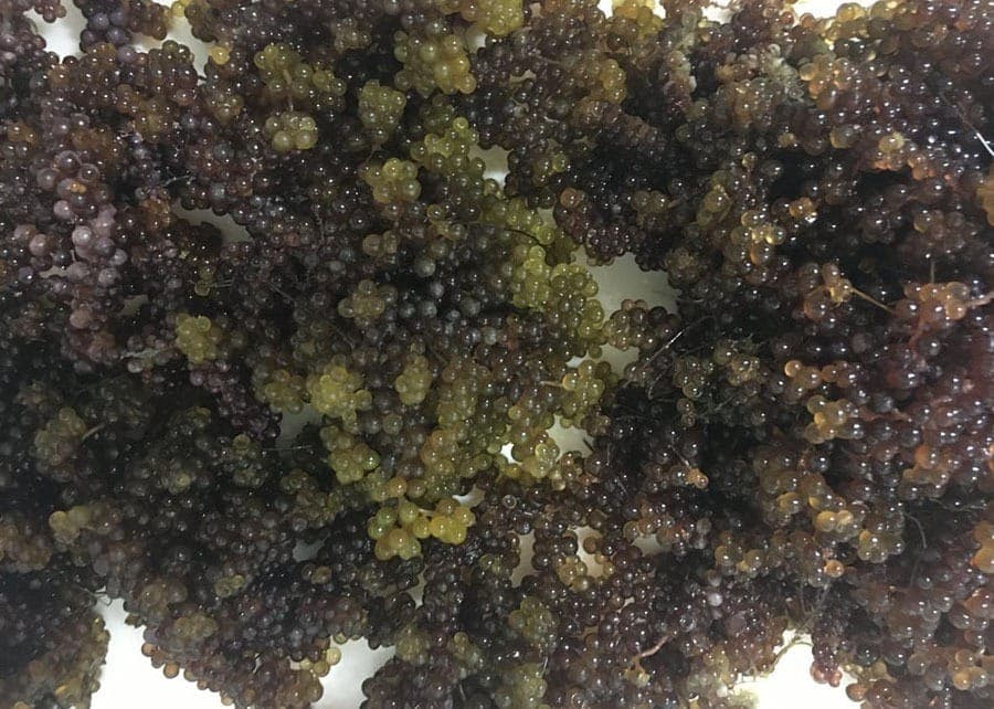 Algas marinhas na alimentação: você comeria?
