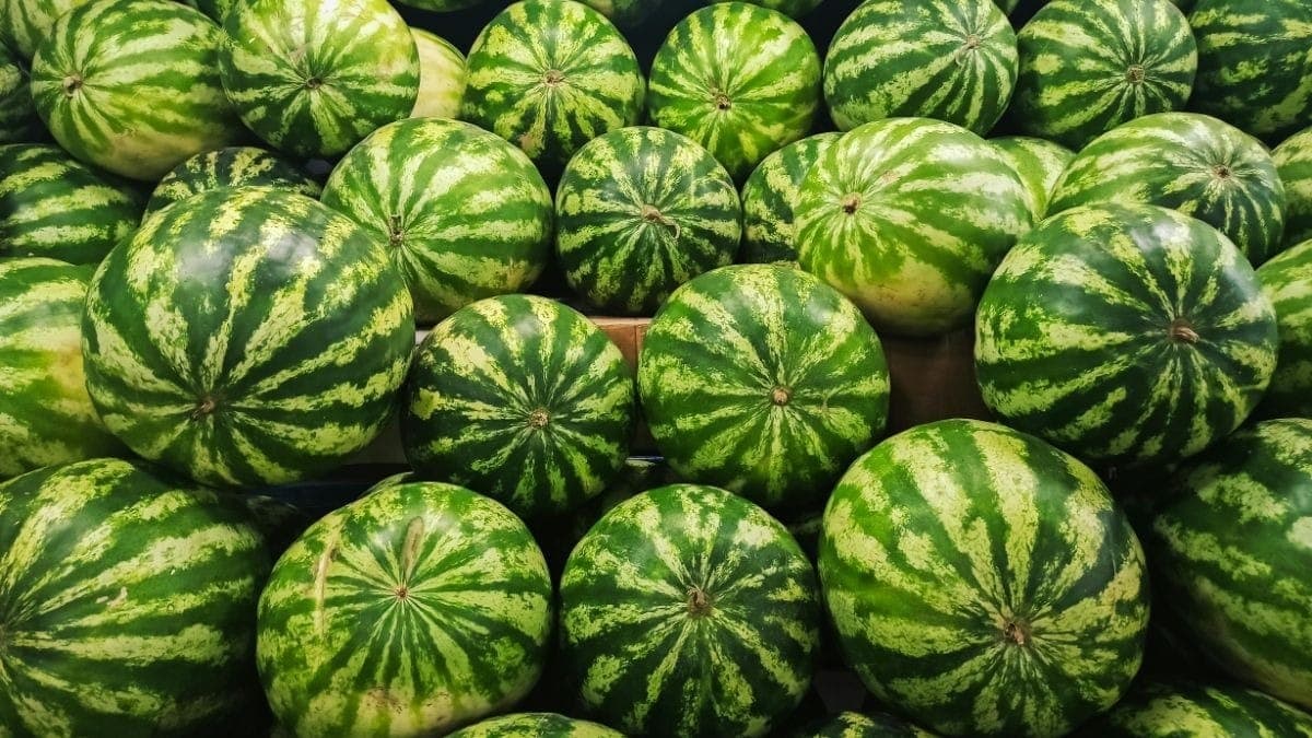 Preço da melancia cai no Sudeste; veja os motivos