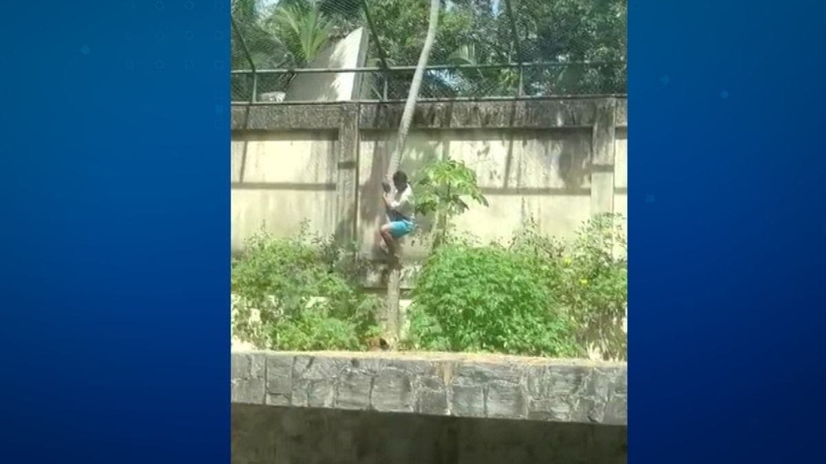 Jovem que foi atacado e morto por leoa em zoológico tinha 19 anos