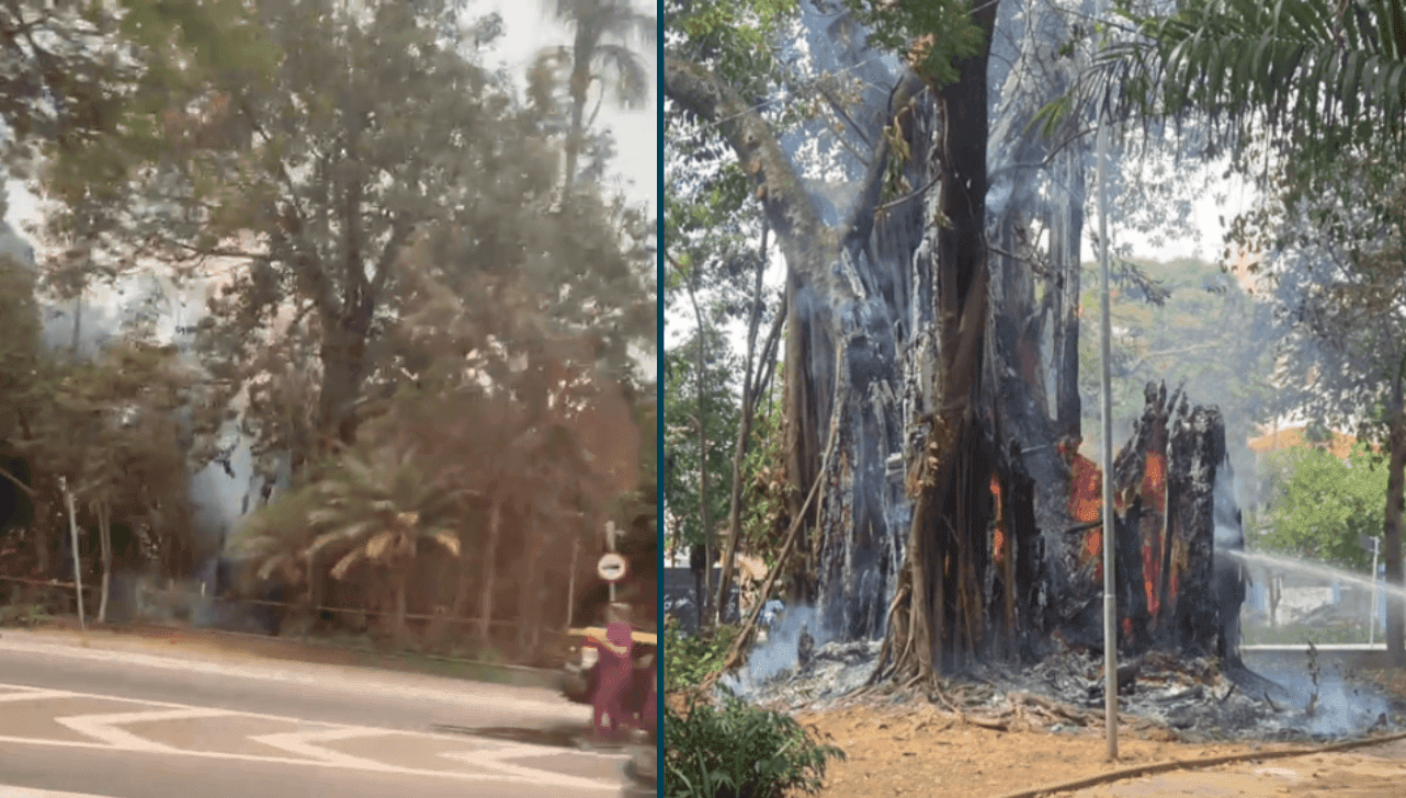 Por conta do risco de queda, a árvore será removida e uma nova deve ser plantada