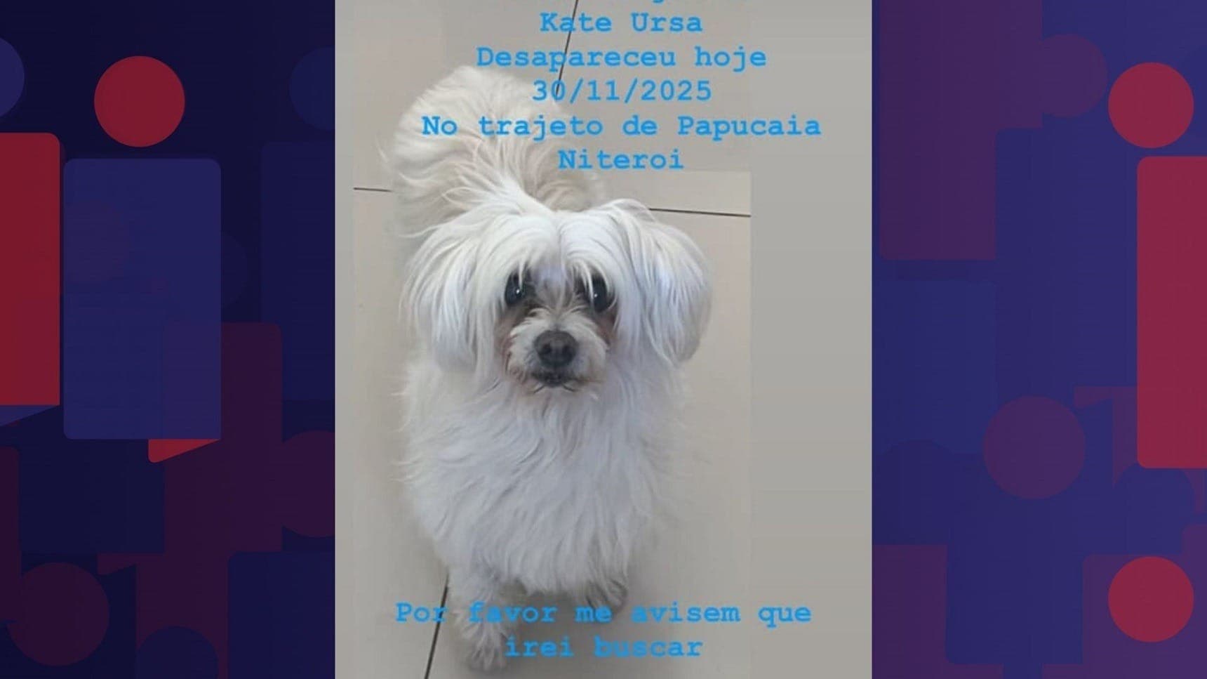 Cachorra Kate Ursa 