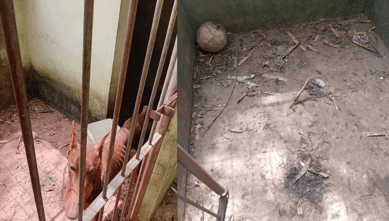 Cães ficavam em local com condições precárias