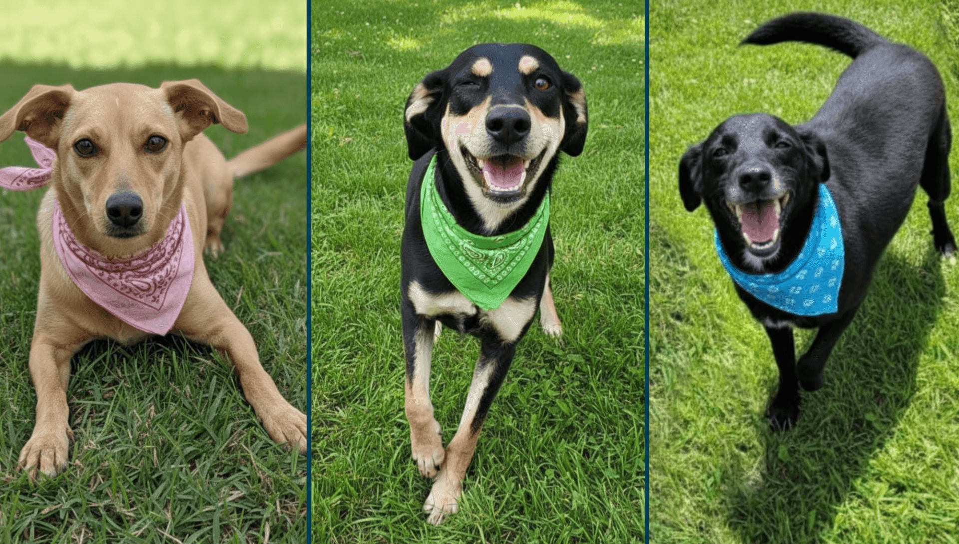 As fotos dos animais para adoção estão no site oficial do DPBEA
