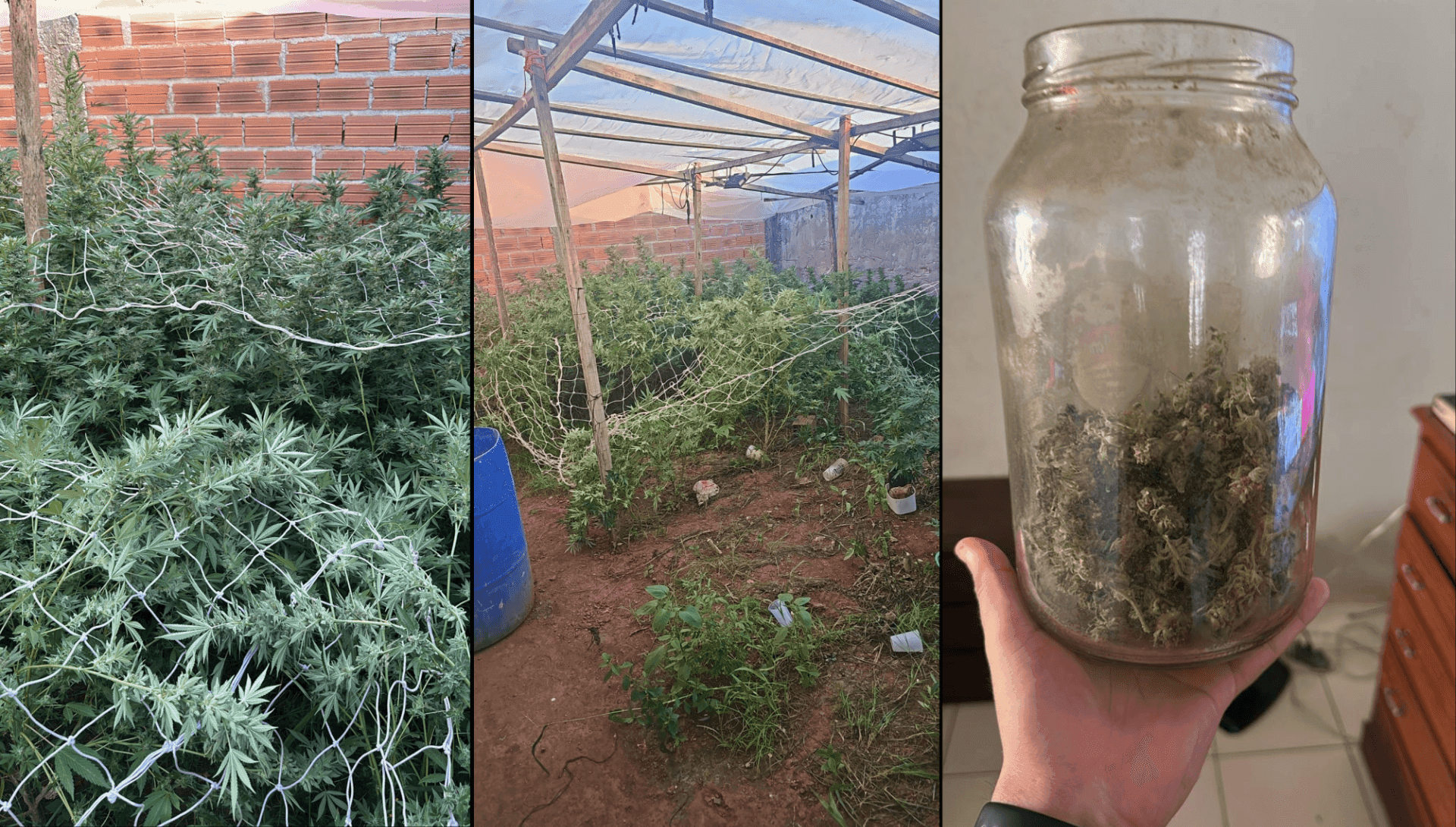 Foram apreendidos pés de maconha 