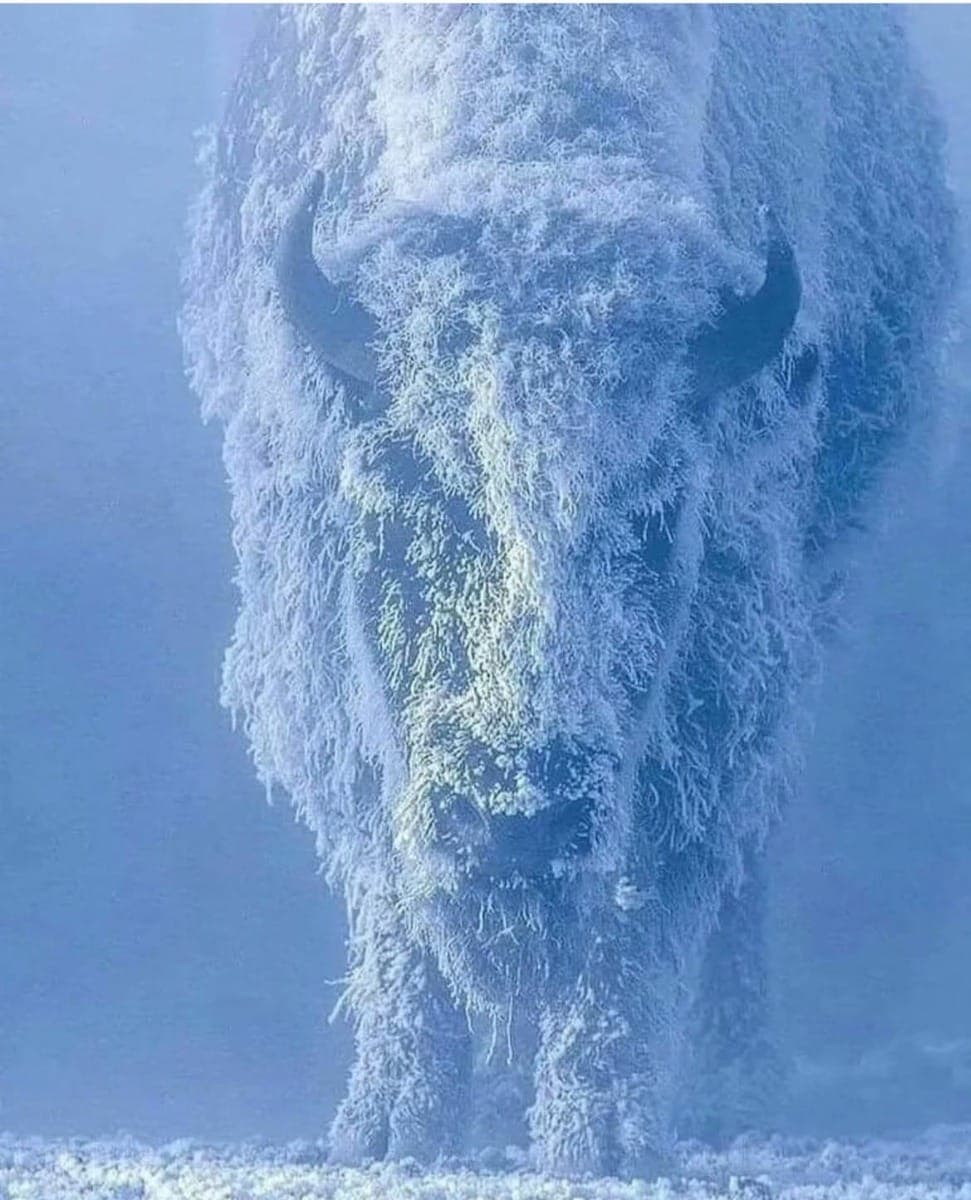 Bovino coberto de neve em Yellowstone