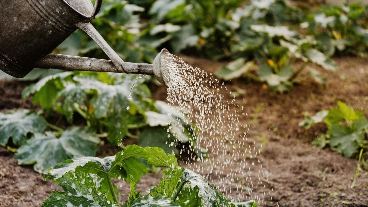Imagem ilustrativa de horta