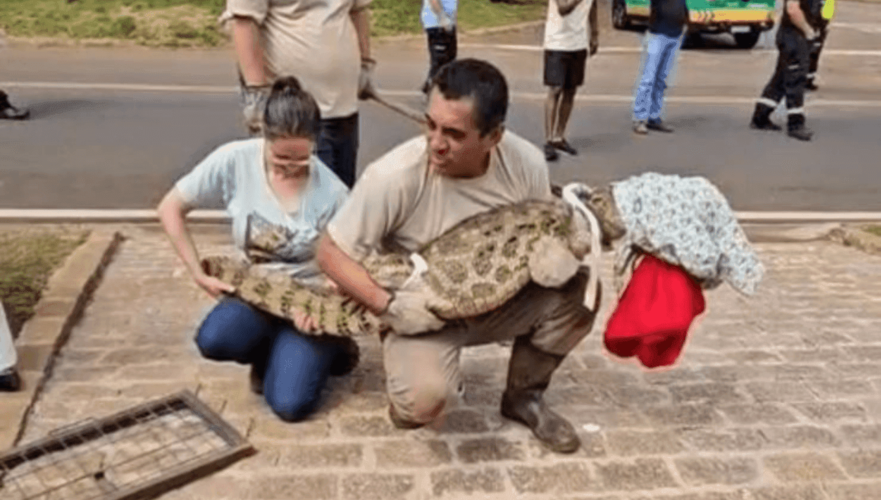 Jacaré resgatado em Paulínia