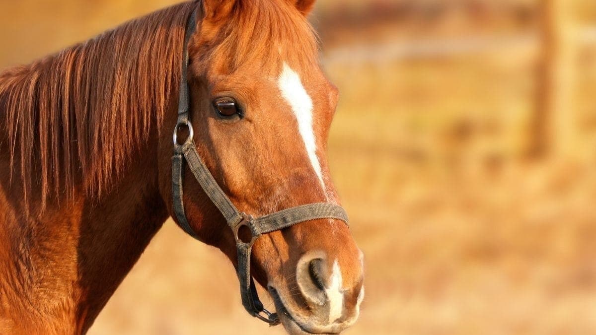 Cavalo