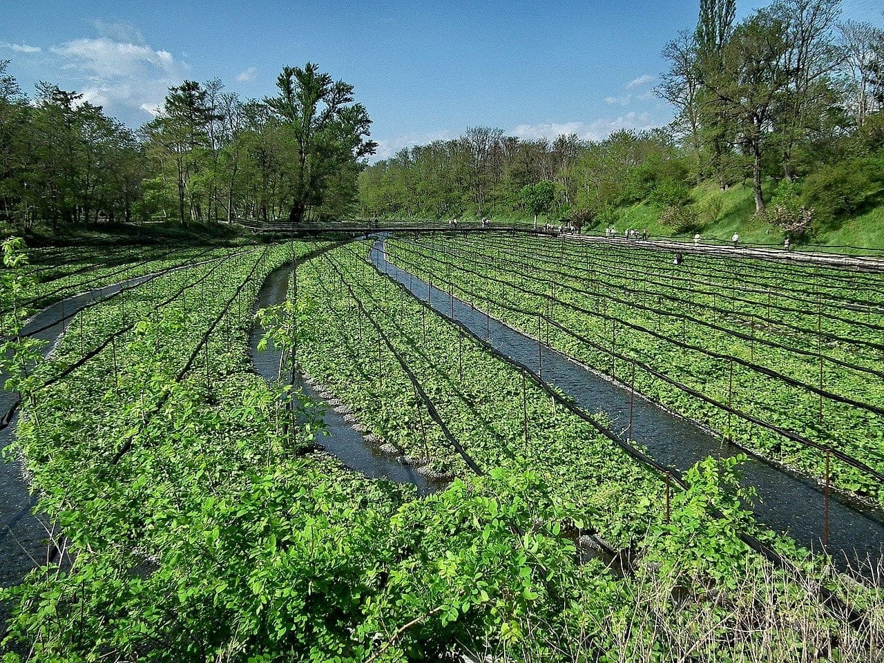 Lavoura de wasabi no Japão