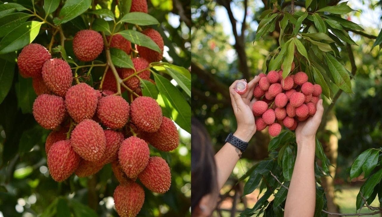São mil pés da fruta