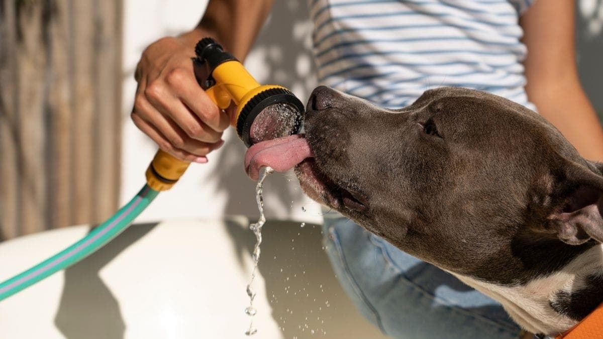 Cuidados com os pets durante o calor