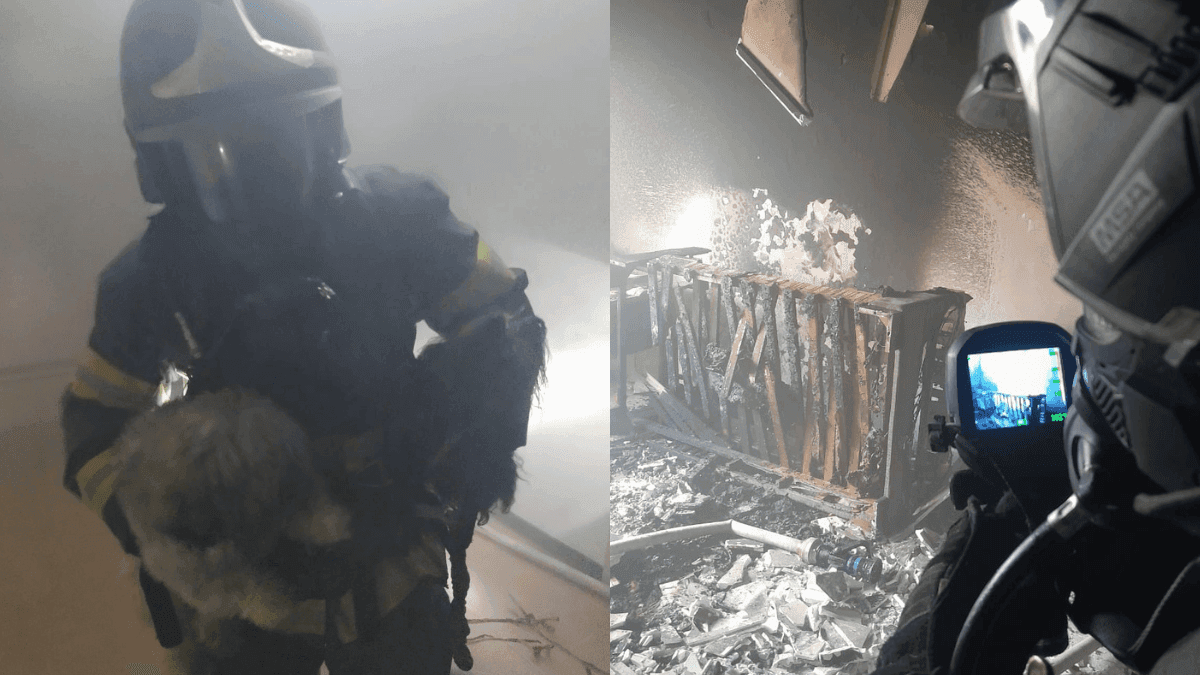 Cães são resgatados após incêndio em apartamento em São José dos Campos