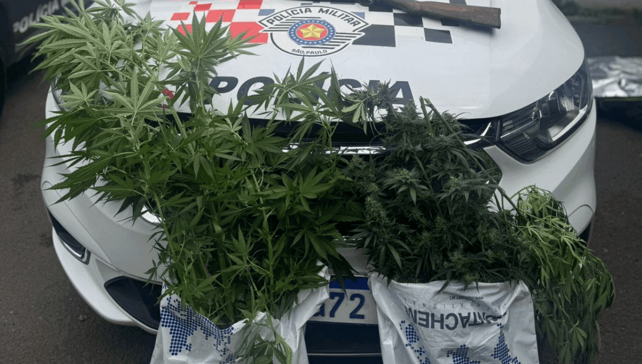 Dez pés de maconhas encontrados em Rio Claro 
