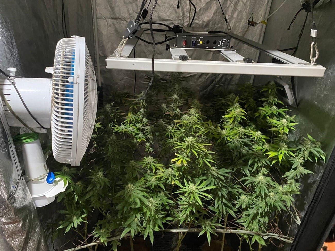 Os agentes apreenderam mais de 30 pés de Skunk
