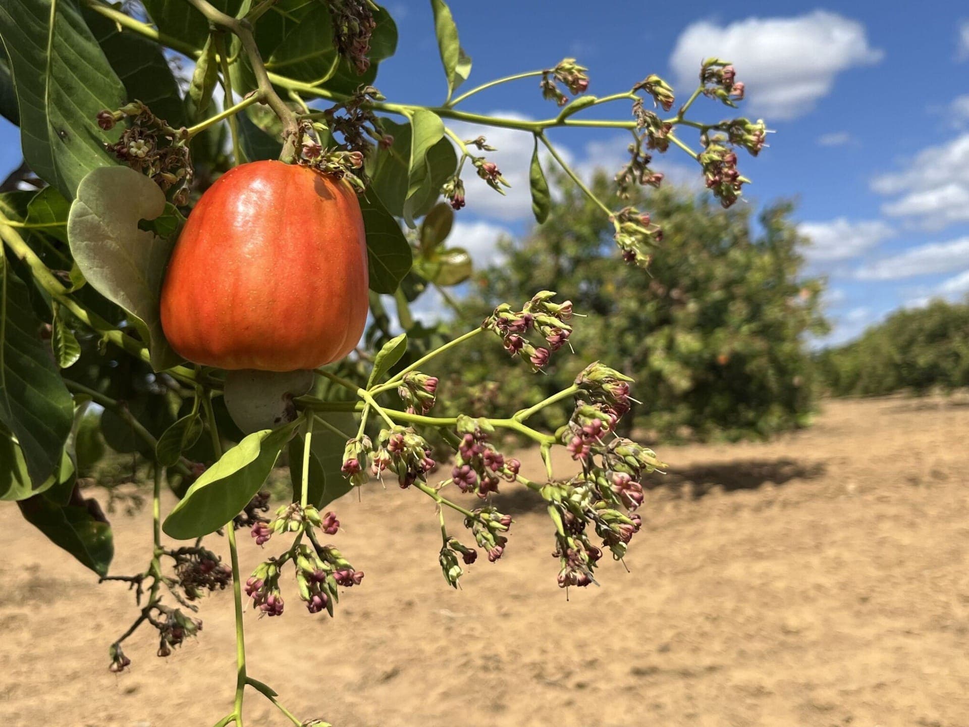 Caju, fruto típico do Nordeste