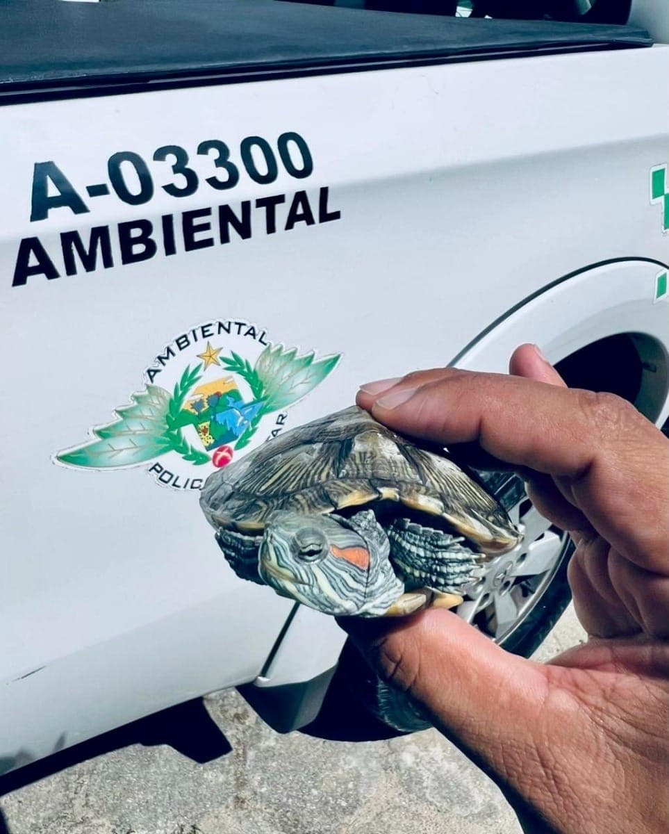 Operação Polícia Ambiental