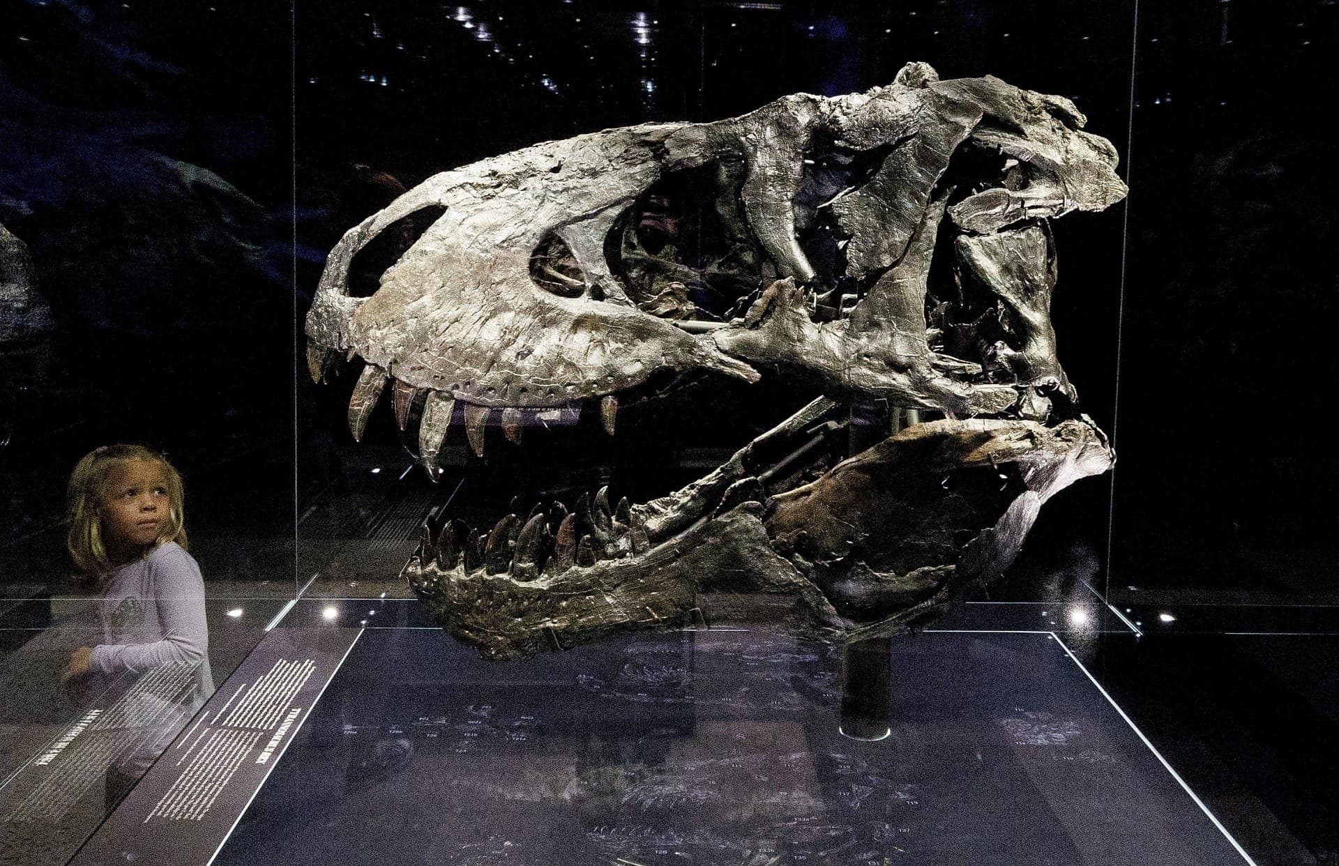 Crânio de dinossauro