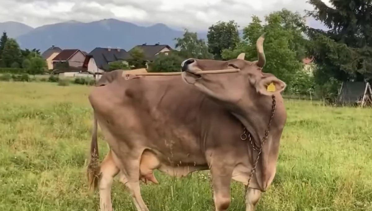 Vaca usa vasoura para se coçar