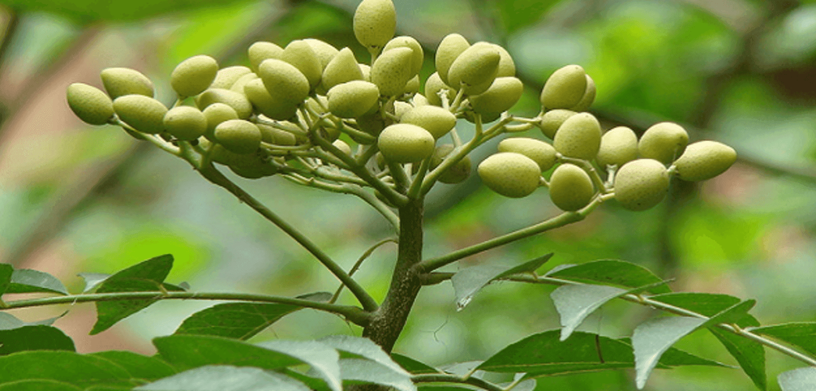 Neem tem ação repelente