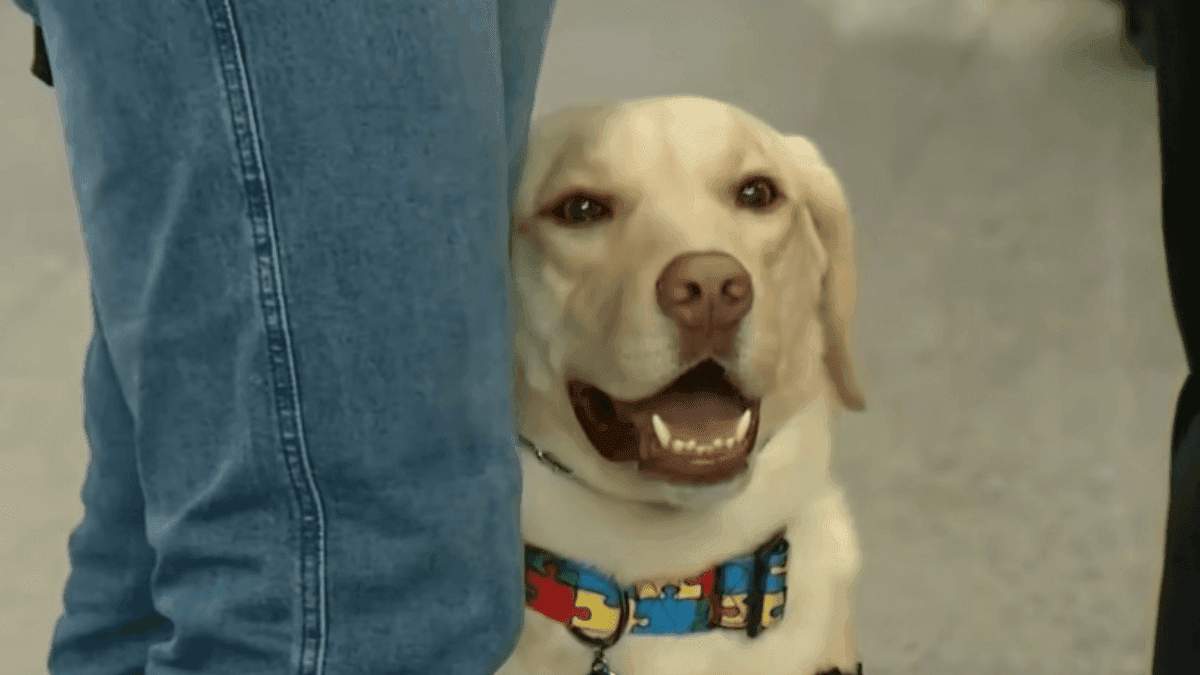 Cão de serviço Teddy