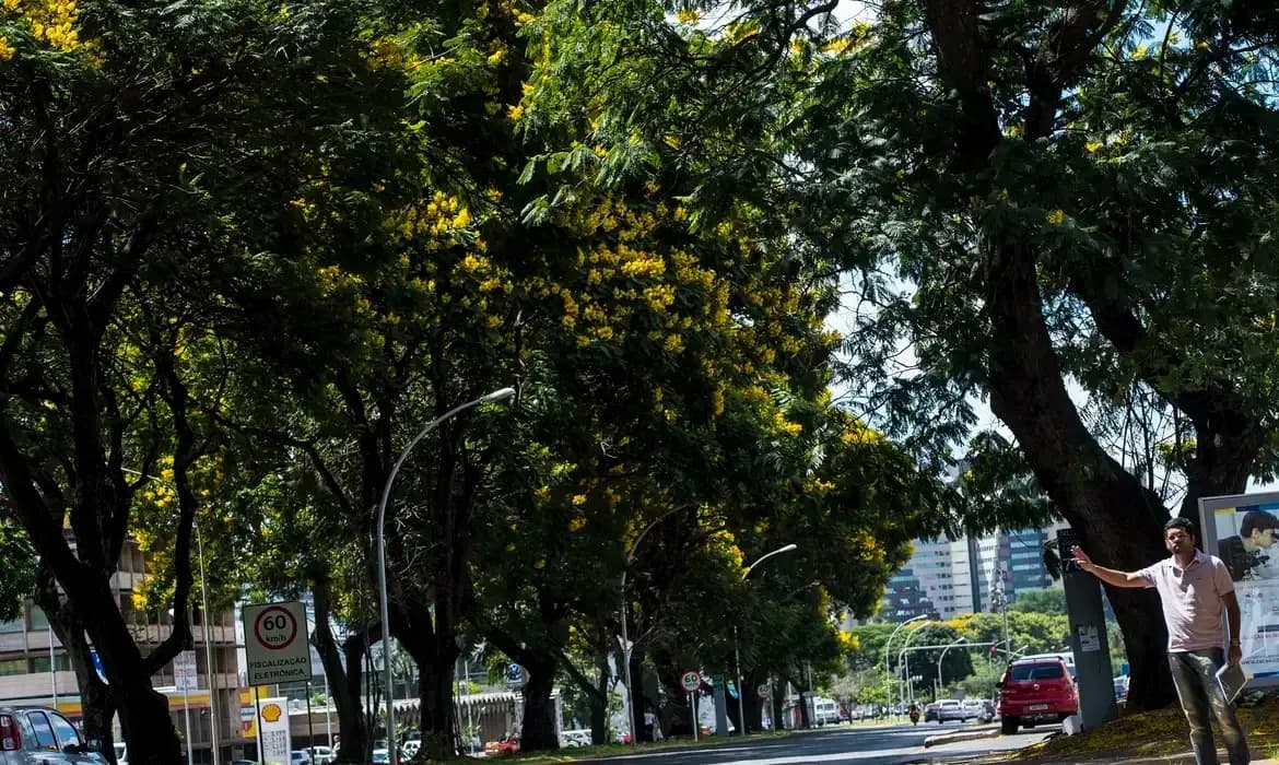 Nova lei de poda de árvores