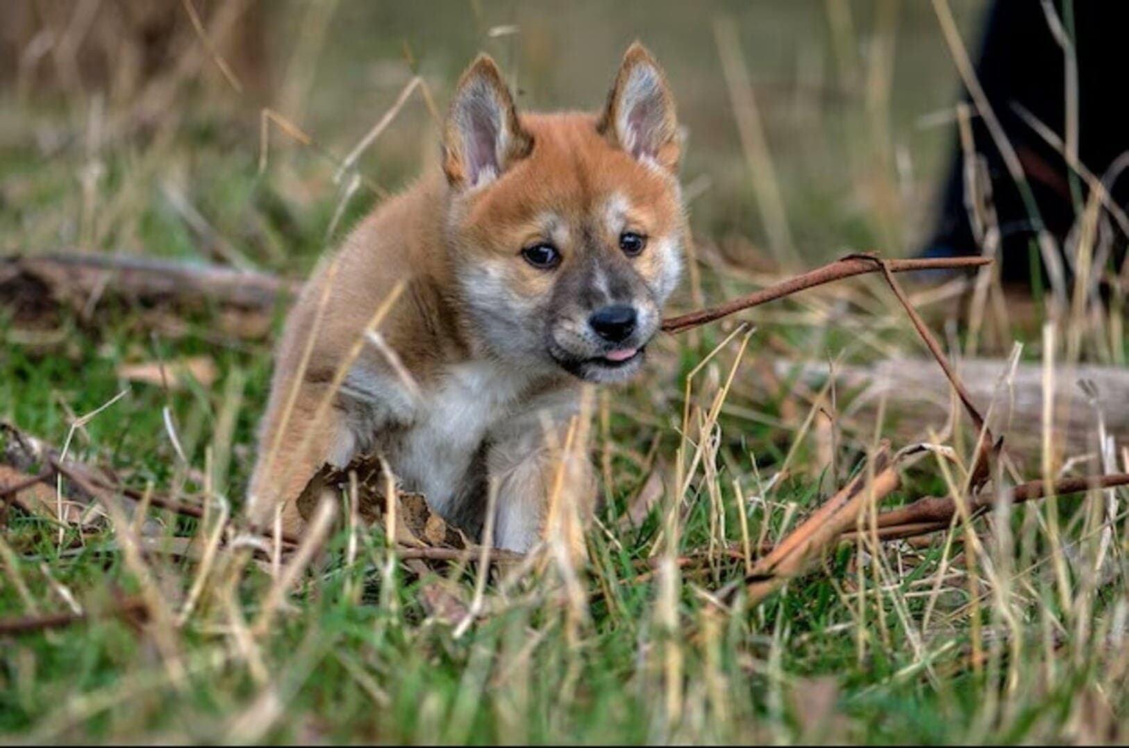 Dingos são cães selvagens que vivem na Austrália