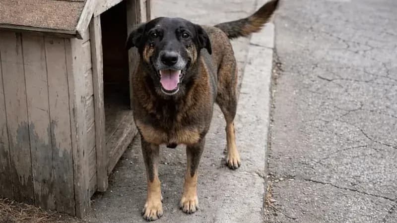 Cachorro, conhecido como Orelha