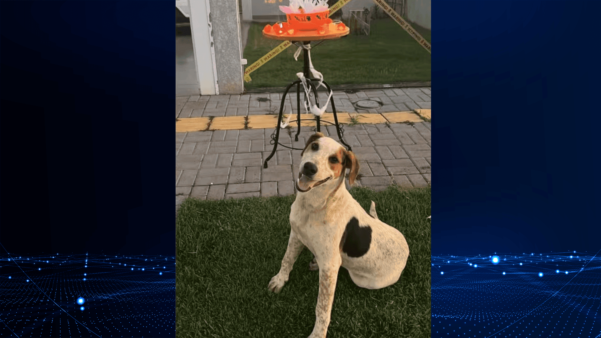 Cachorro é morto em Toledo no Paraná 