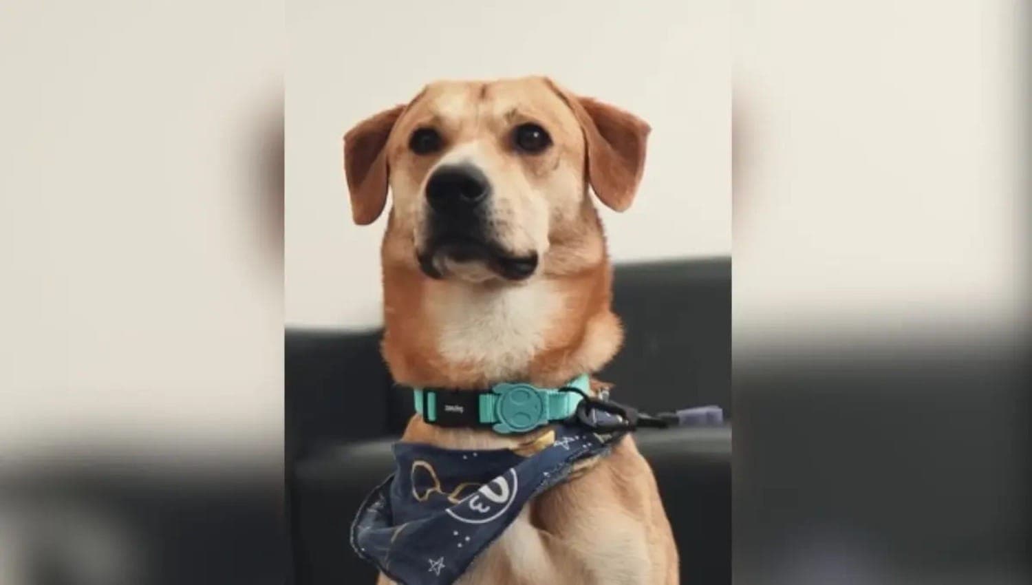 Cão Caramelo sofreu tentativa de afogamento
