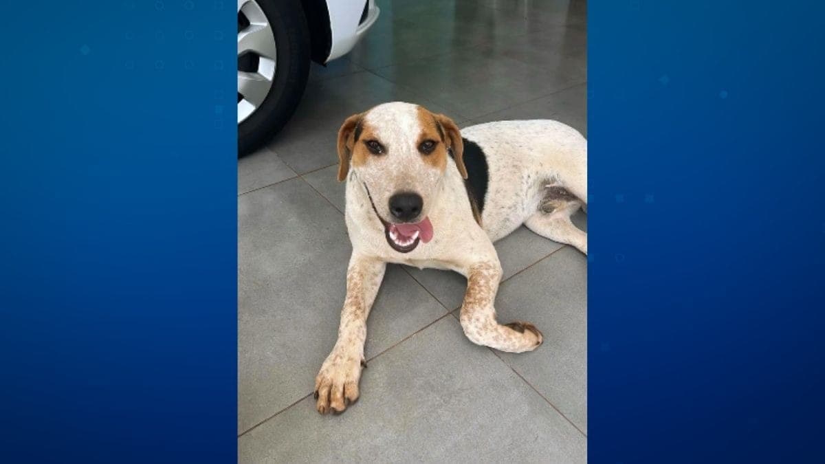 Cão comunitário Abacate