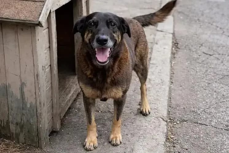 Cão Orelha
