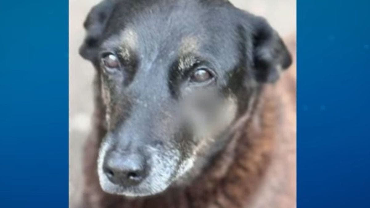Cão Orelha