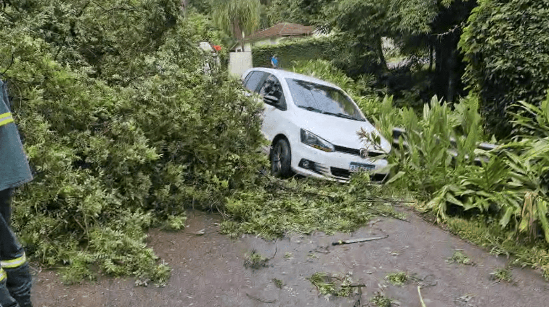 Queda de árvore e poste no Campo Comprido