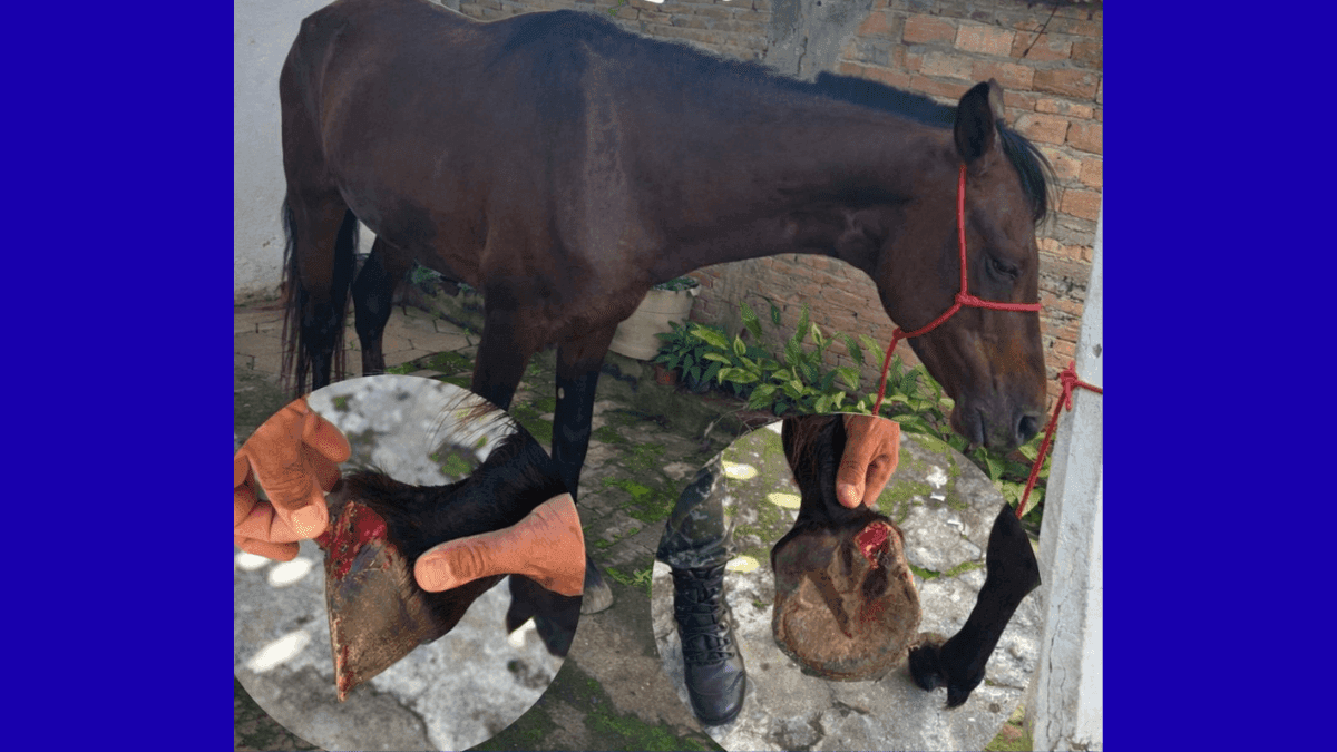 Homem é detido por maus-tratos após ser flagrado com cavalo ferido em Cunha