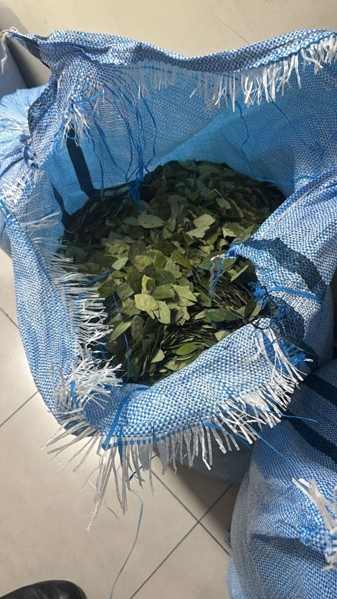 Folhas de coca apreendidas em SP