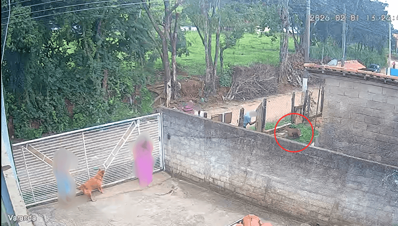 Imagens registraram o ataque 