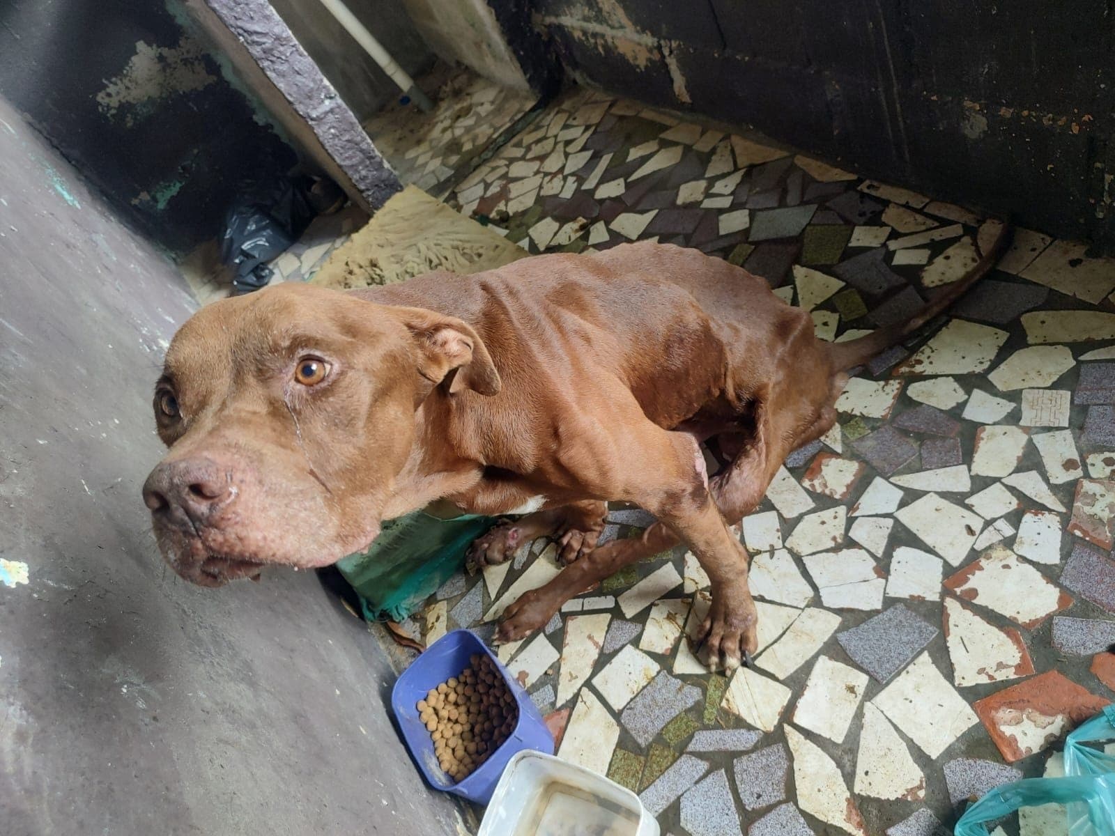 Pitbull