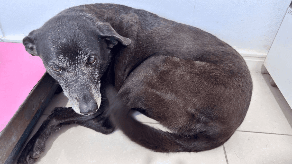 Morre a cadela Pretinha, companheira do cão Orelha, de doença parasitária