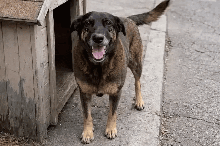 Cão Orelha