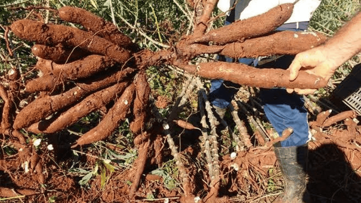 Raiz de mandioca