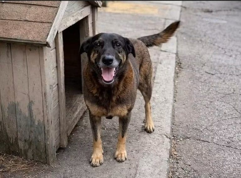 Caso Cão Orelha