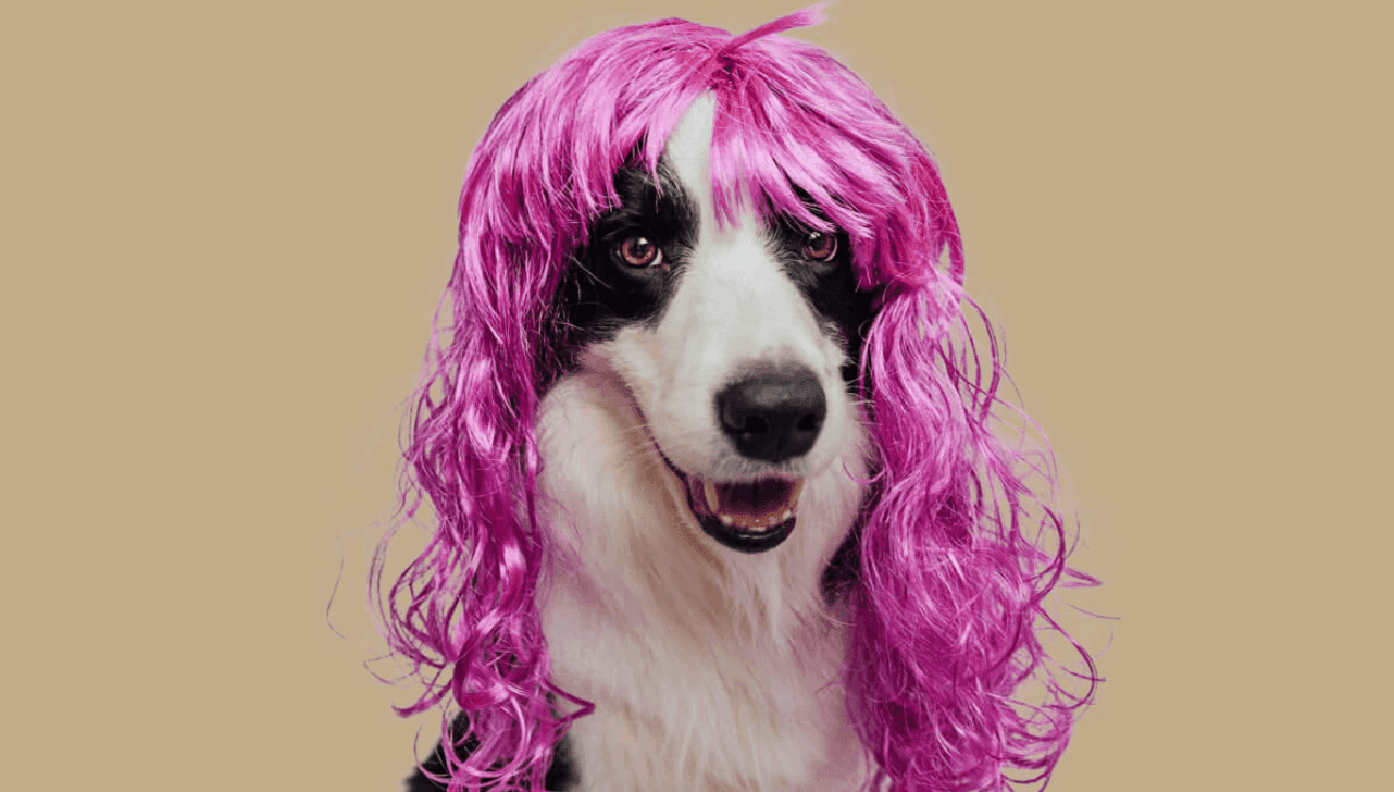 Animais podem sofrer no Carnaval 