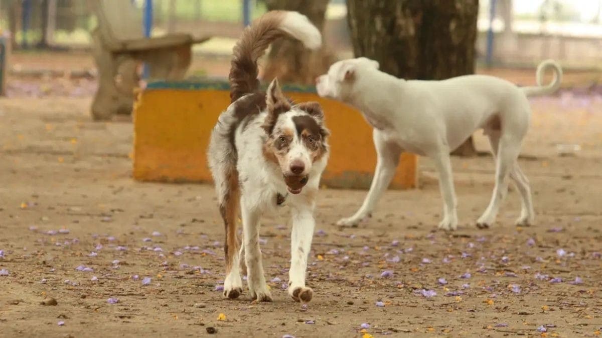 Cachorro