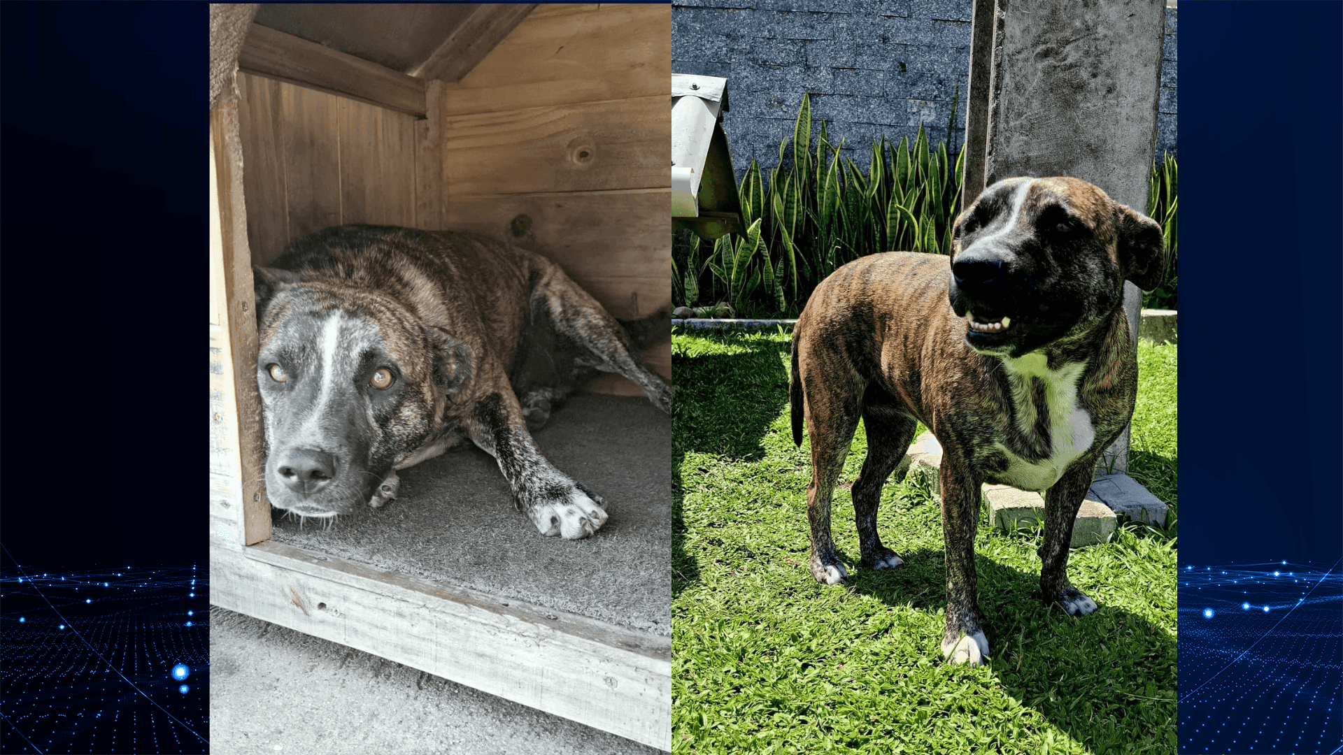 Cachorra é atropelada no Bairro Alto 
