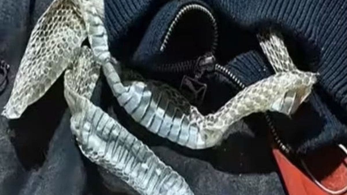 Escamas de cobra