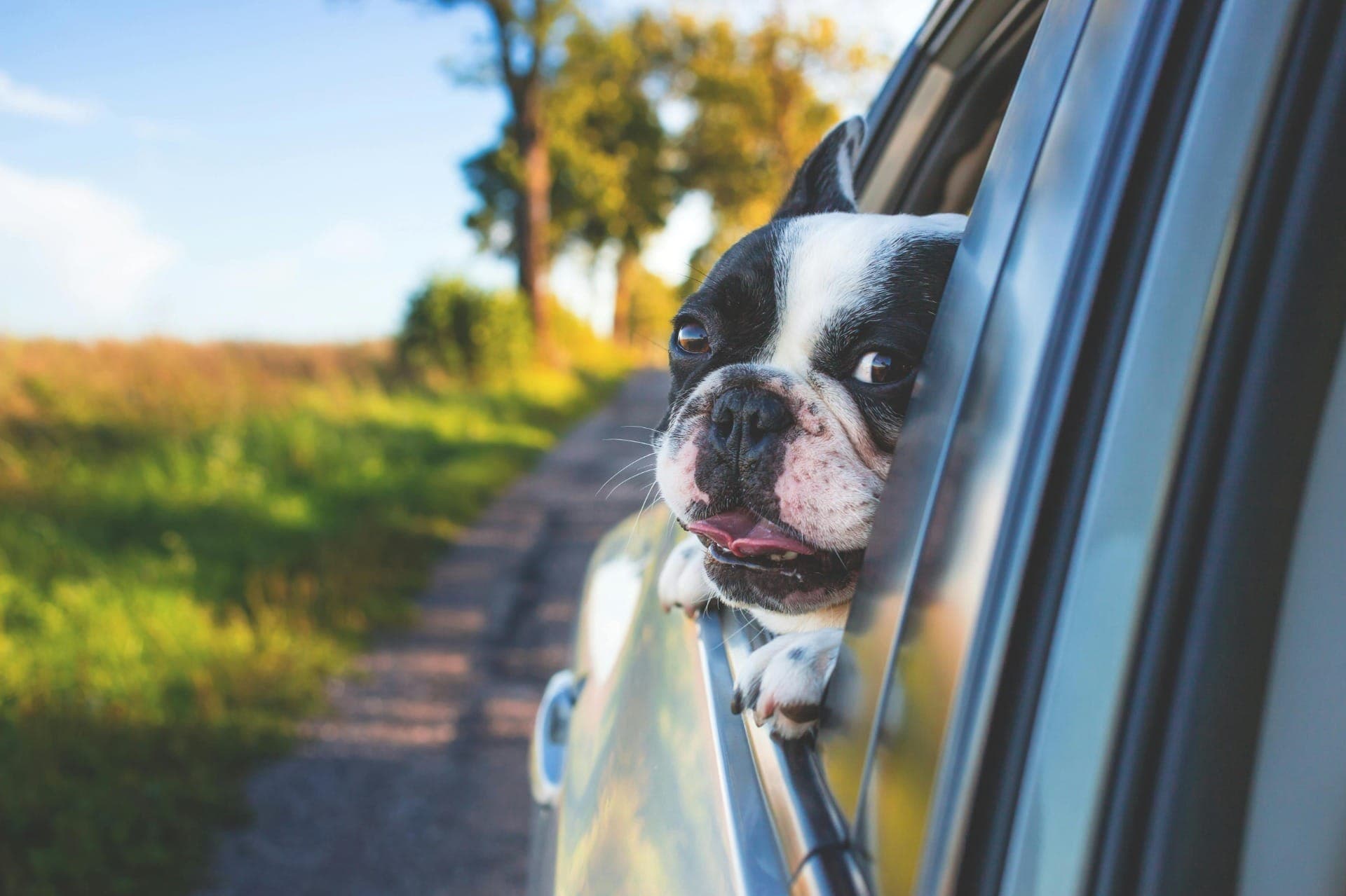 Tutotes buscam hoteis para viajar com pets