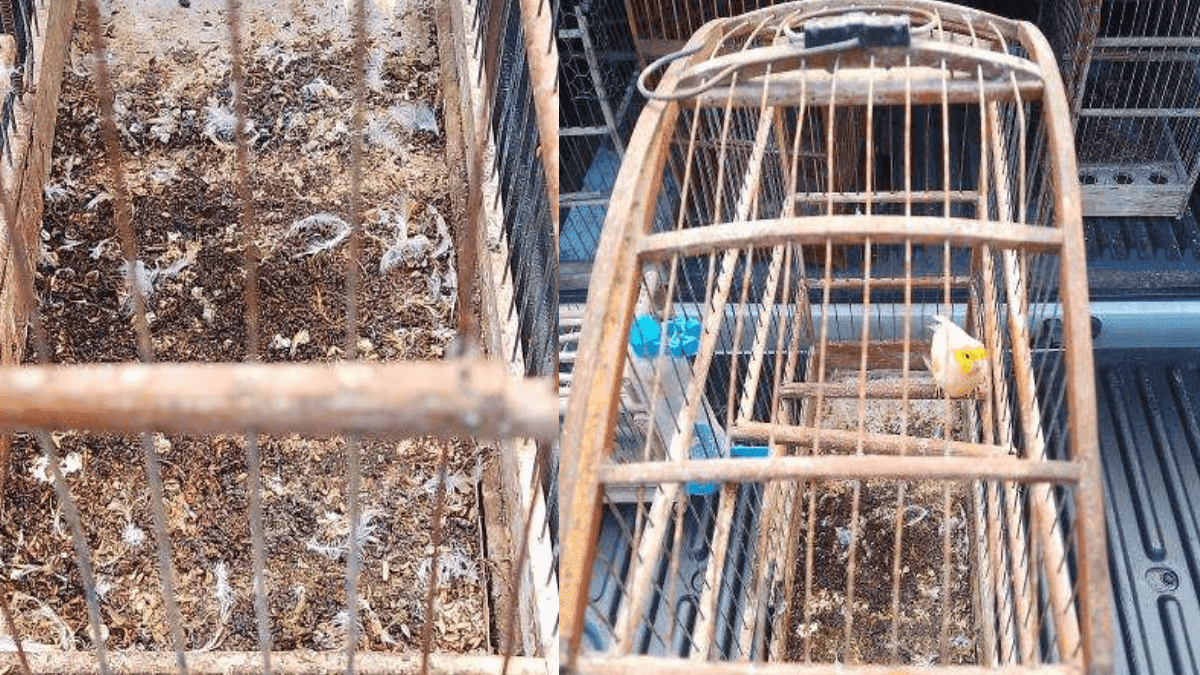Homem é preso por manter aves silvestres em cativeiro em Ubatuba