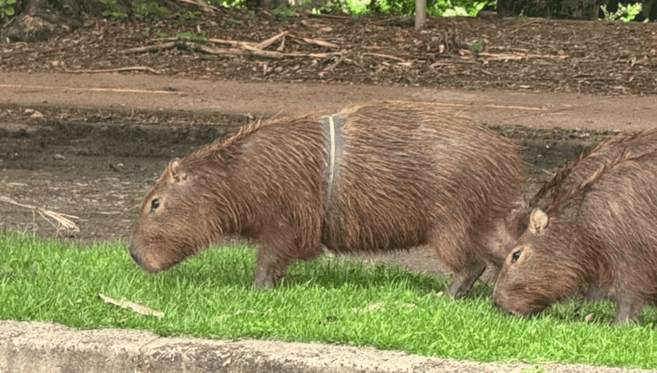 A capivara foi resgatada após dias de trabalho 