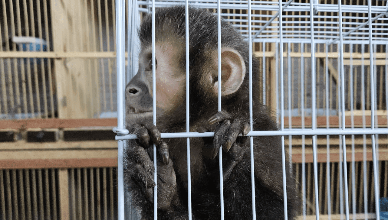 Um macaco prego foi resgatado na operação 