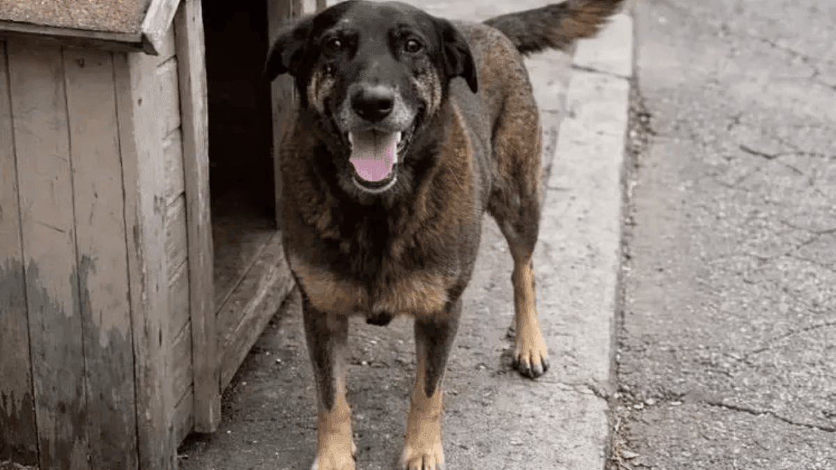 Cão Orelha